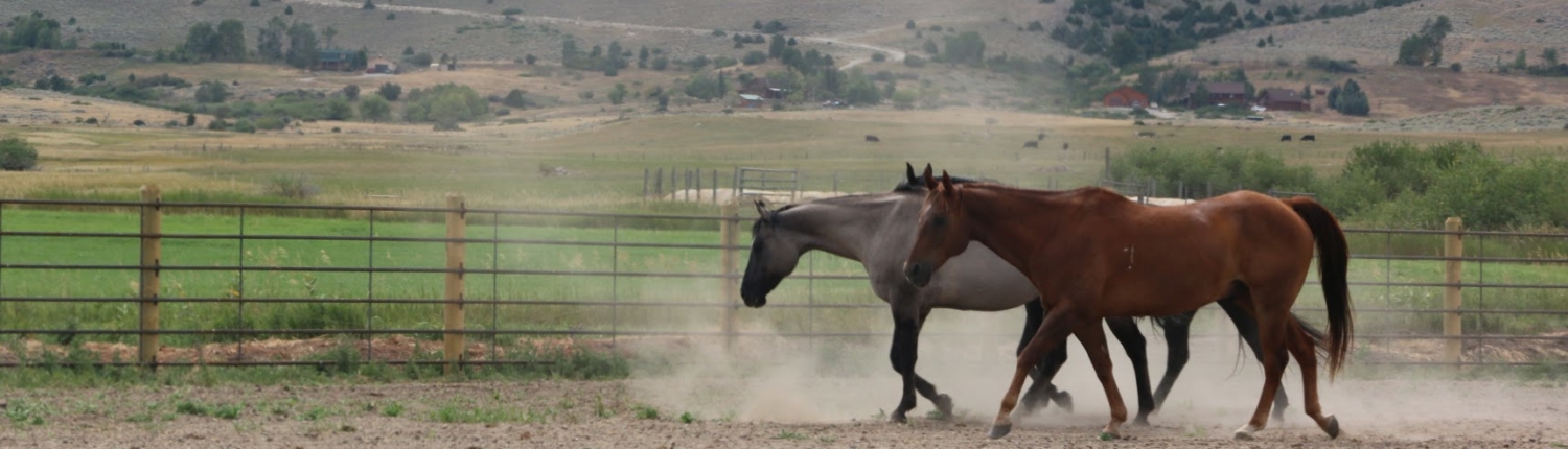 Wyoming Catholic horses